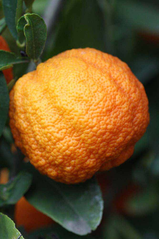            Fruit (Riverside, CA)   